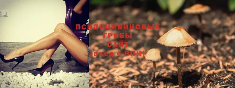 Псилоцибиновые грибы Psilocybine cubensis  где купить   Кисловодск 